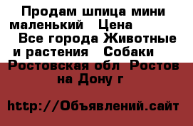 Продам шпица мини маленький › Цена ­ 15 000 - Все города Животные и растения » Собаки   . Ростовская обл.,Ростов-на-Дону г.